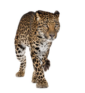 Leopard PNG-14823